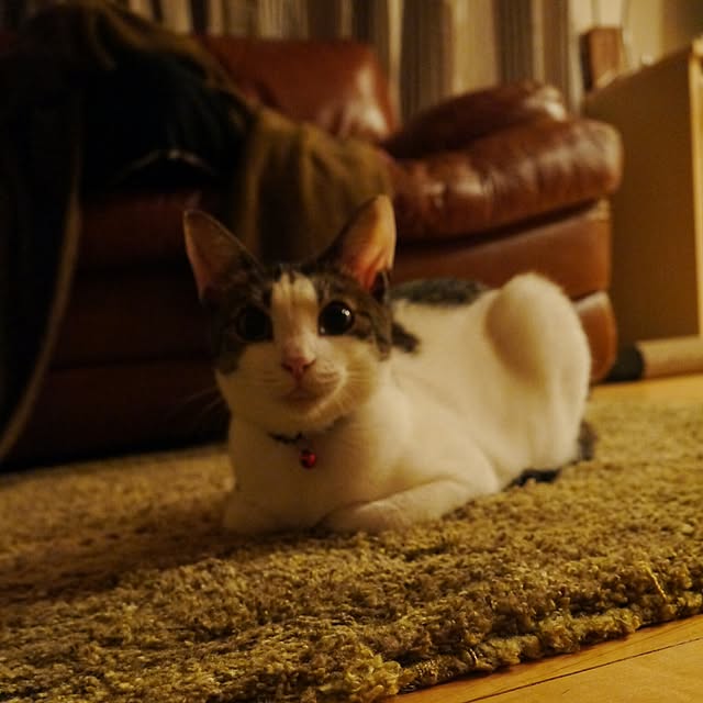 yossyさんの実例写真