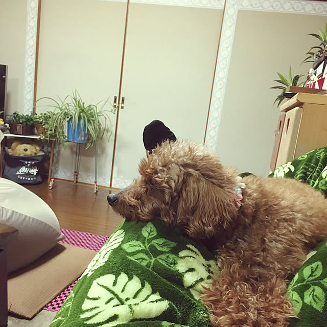 MIYUさんの実例写真