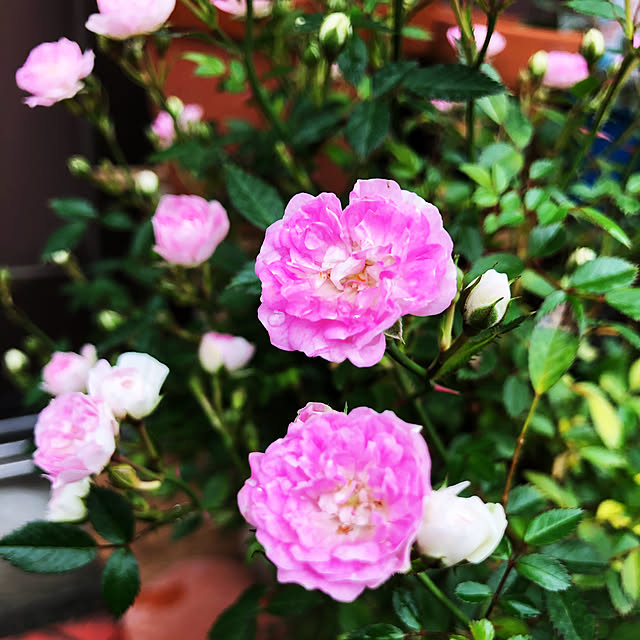 beautifulflowerさんの実例写真