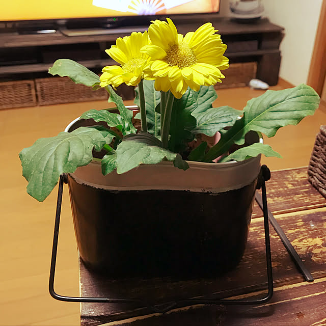 mikan161さんの実例写真