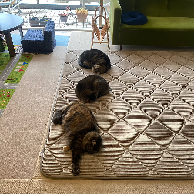 mikomaruさんの実例写真