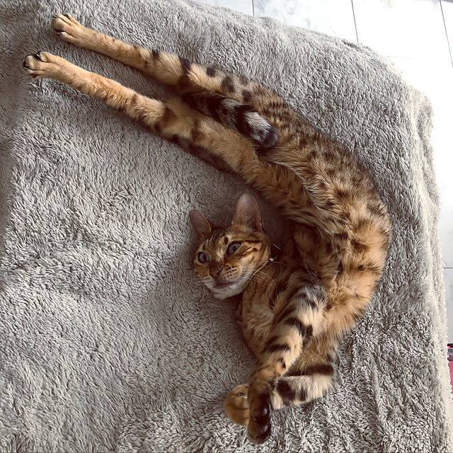 iranさんの実例写真