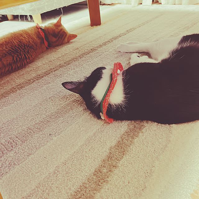 moolさんの実例写真