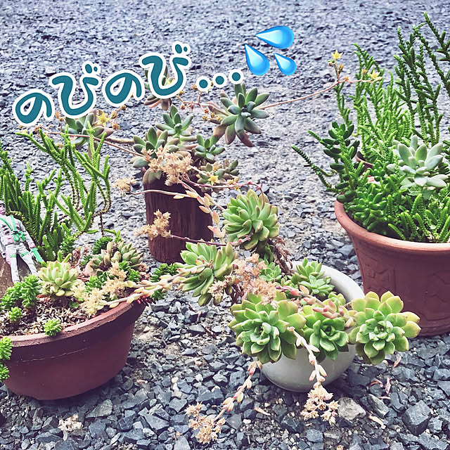 maroさんの実例写真