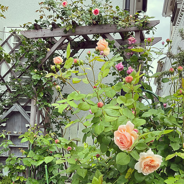 seiseiさんの実例写真