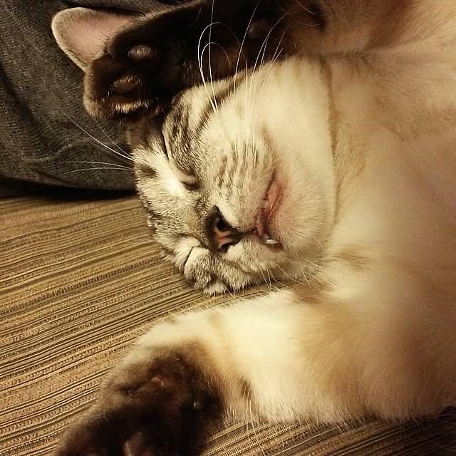 mizu.さんの実例写真