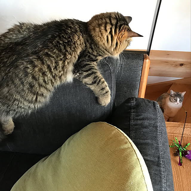 sakurasakuさんの実例写真