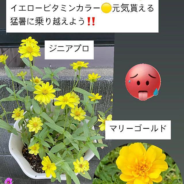 YuuKoさんの実例写真