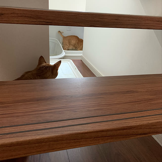 mikeume7さんの実例写真