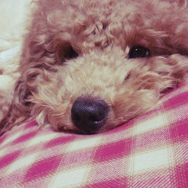 mafumafuさんの実例写真