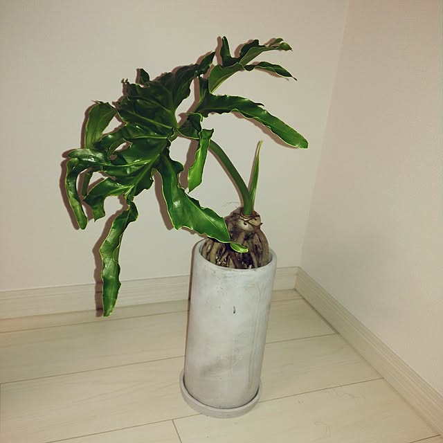 Pomme7710さんの実例写真