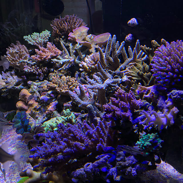 aquarium_seaさんの実例写真