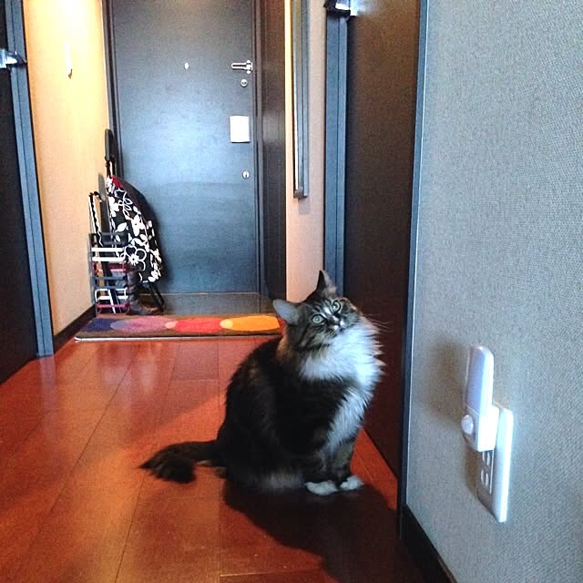 meymeyさんの実例写真