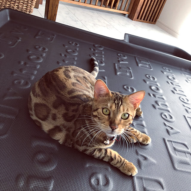 iranさんの実例写真