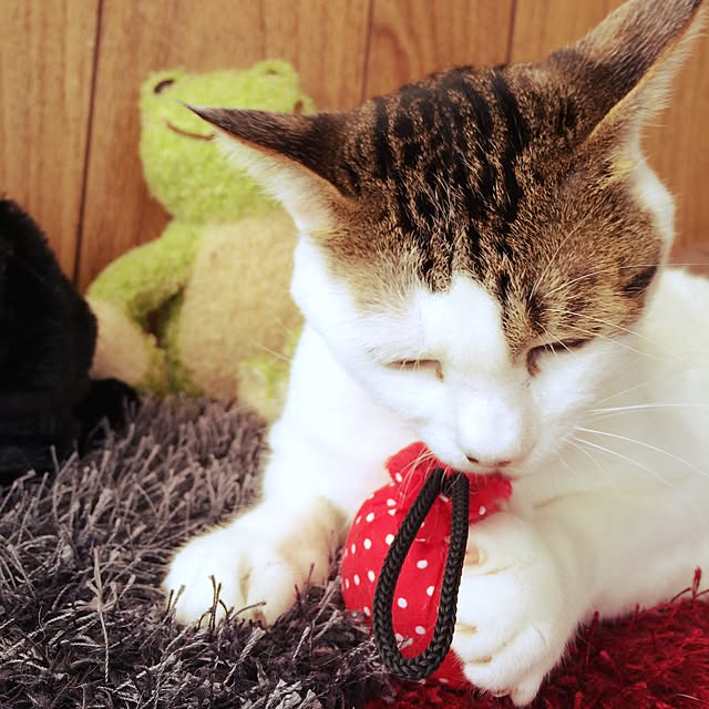 perro_gatoさんの実例写真