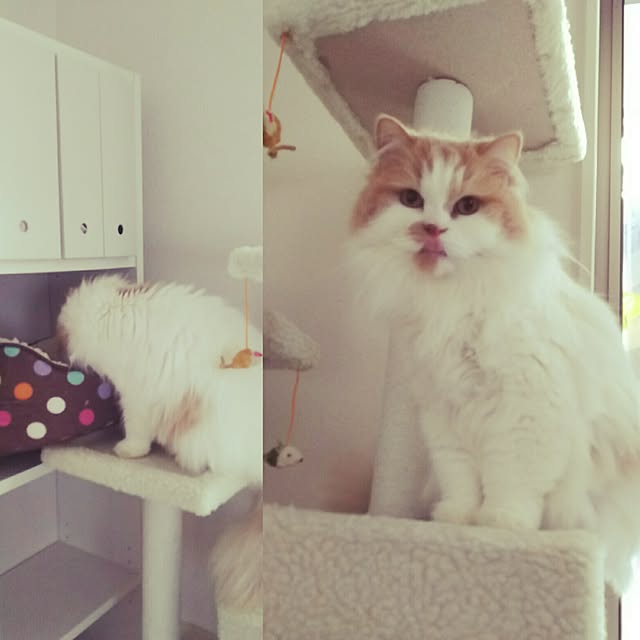 nonkoさんの実例写真