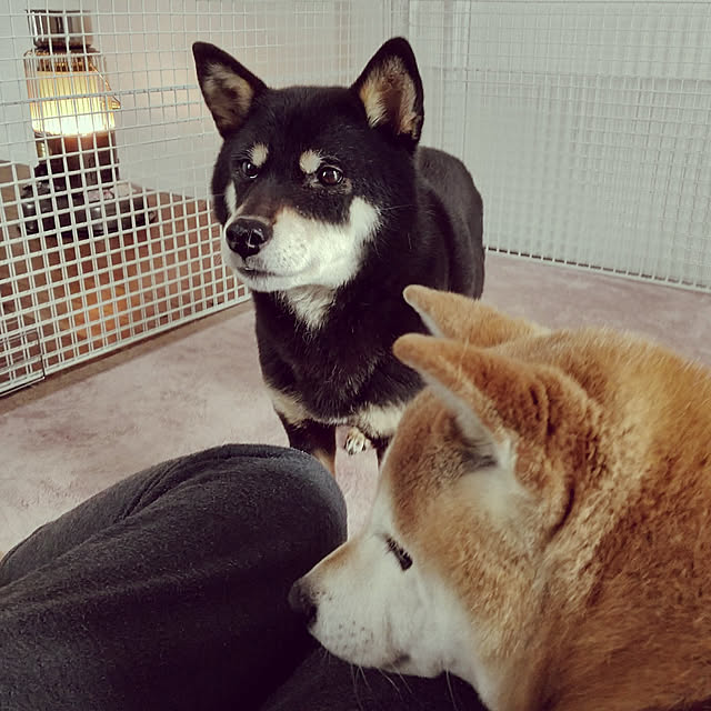 ponhanaさんの実例写真