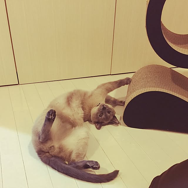 makikoさんの実例写真