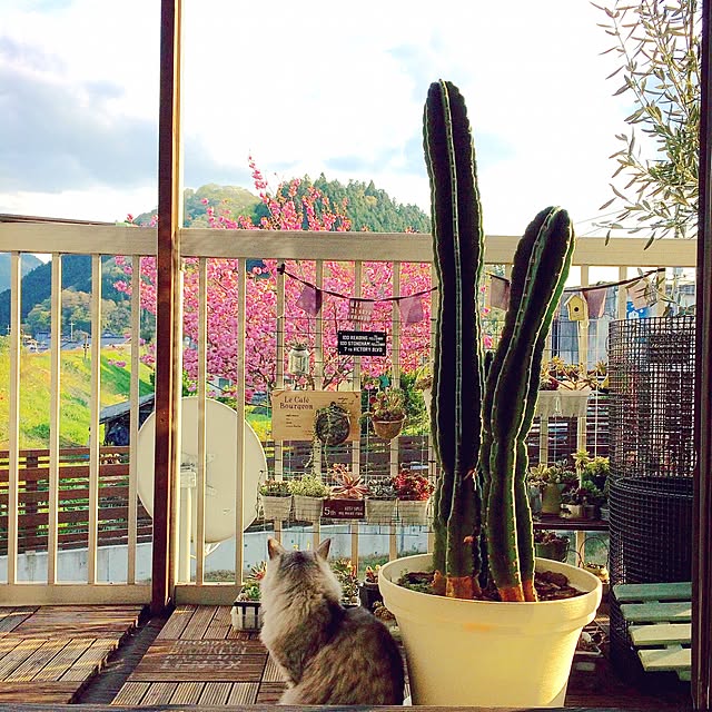 ayu__mamanさんの実例写真