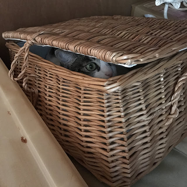 Shihoさんの実例写真