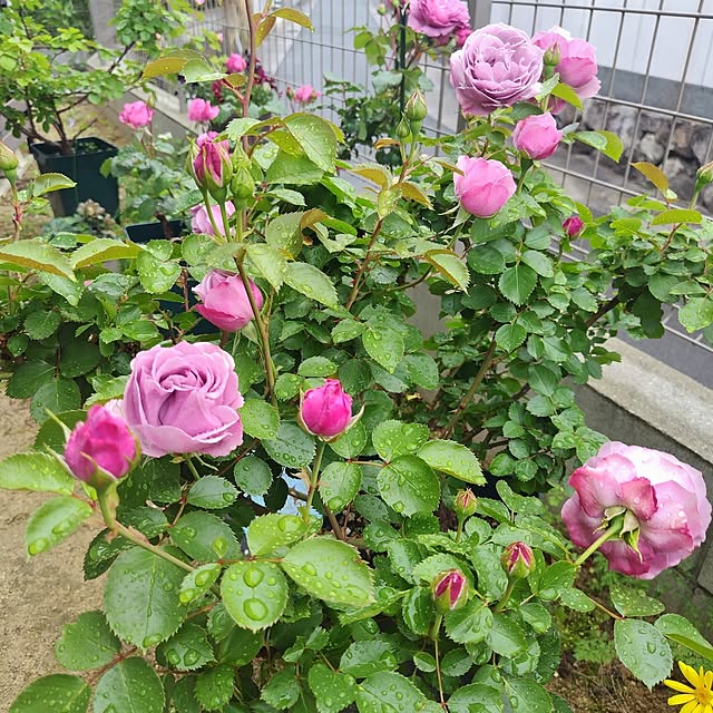 moonさんの部屋