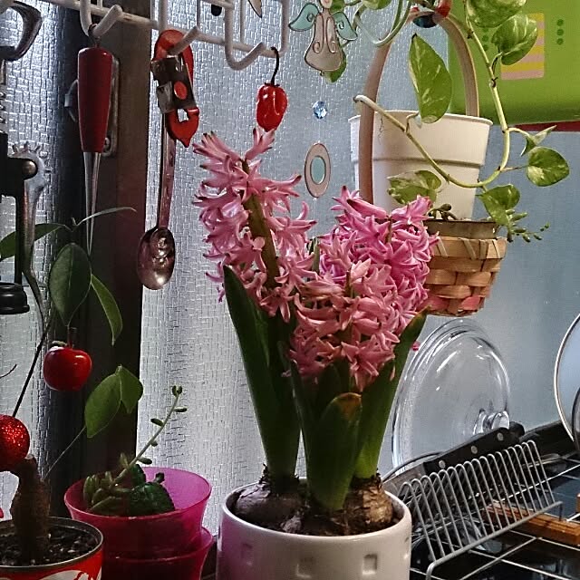 kikuさんの実例写真
