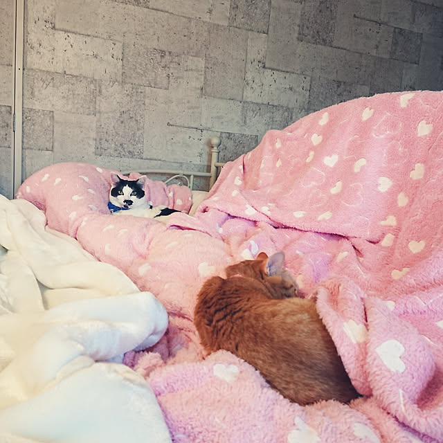 asuminさんの実例写真