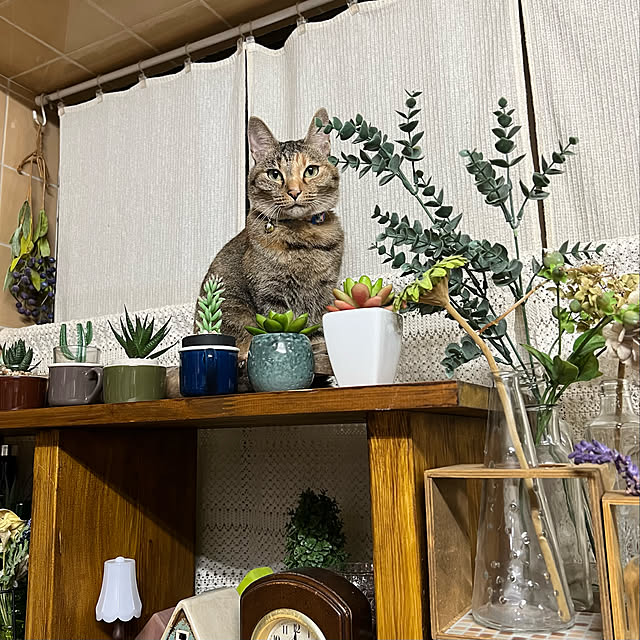 mohhaさんの実例写真