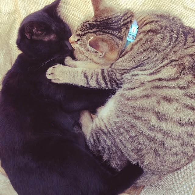 yufullfullさんの実例写真