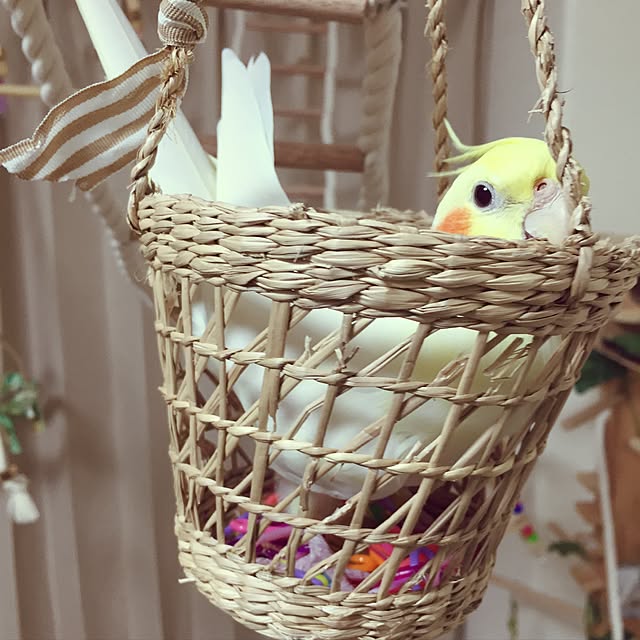 toratanさんの実例写真