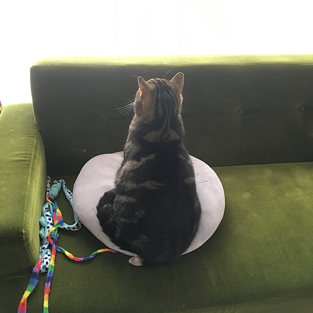 mikomaruさんの実例写真