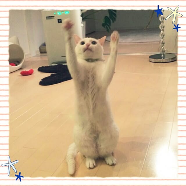 kikinanaさんの実例写真