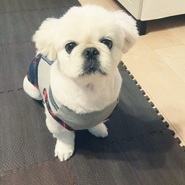 yukagomaさんの実例写真