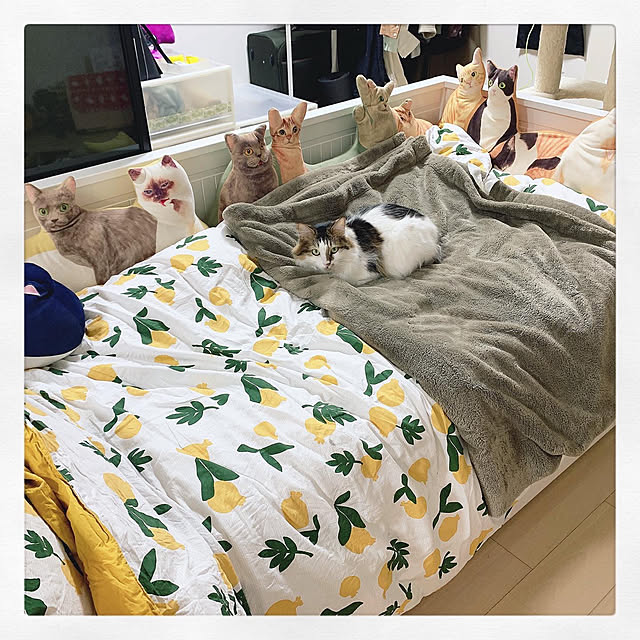 Asakiさんの実例写真