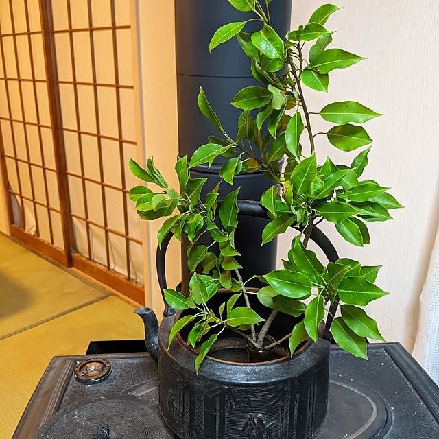 jajaさんの部屋