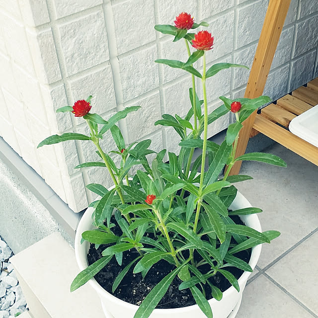saichanさんの実例写真