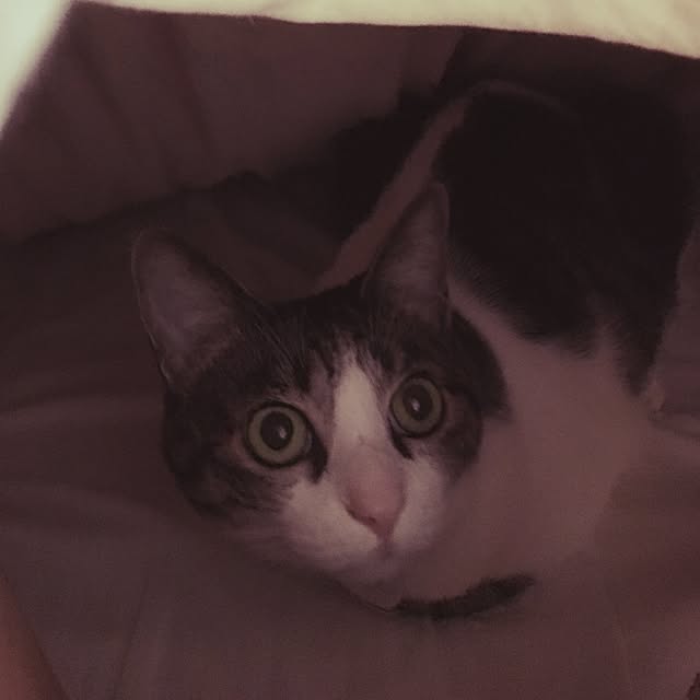 Shihoさんの実例写真