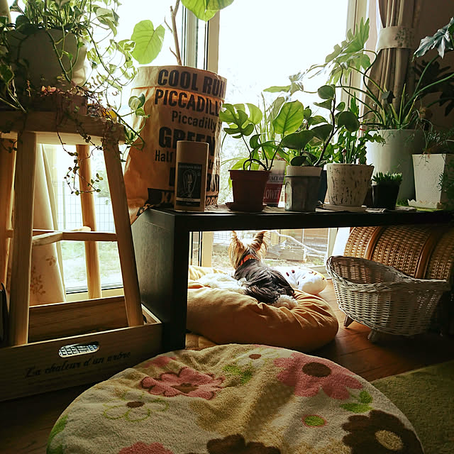 akiさんの実例写真