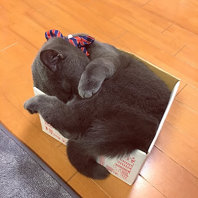 Shojiさんの実例写真