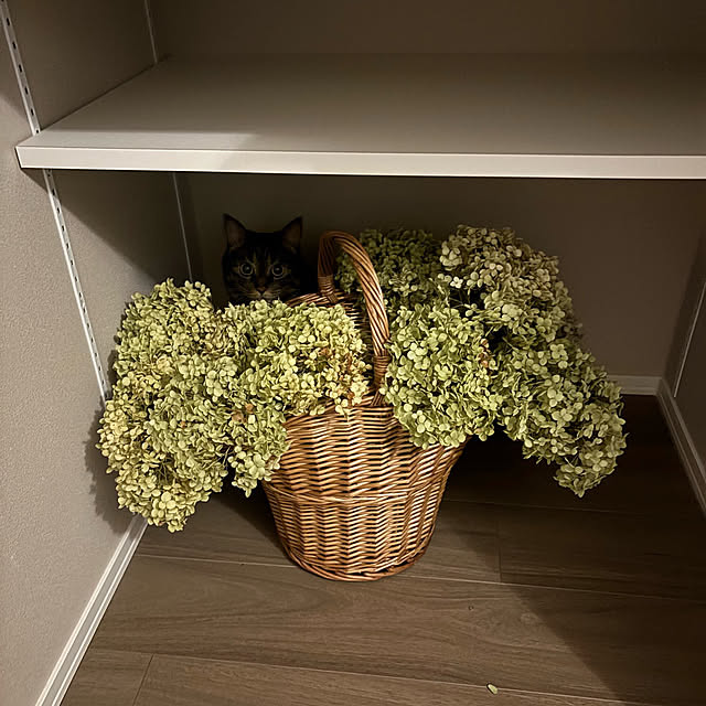 momocchiさんの部屋