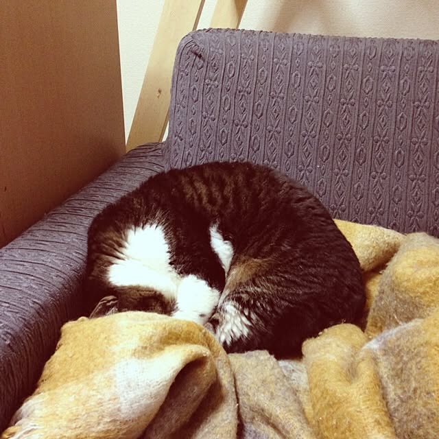 piyopicoさんの実例写真