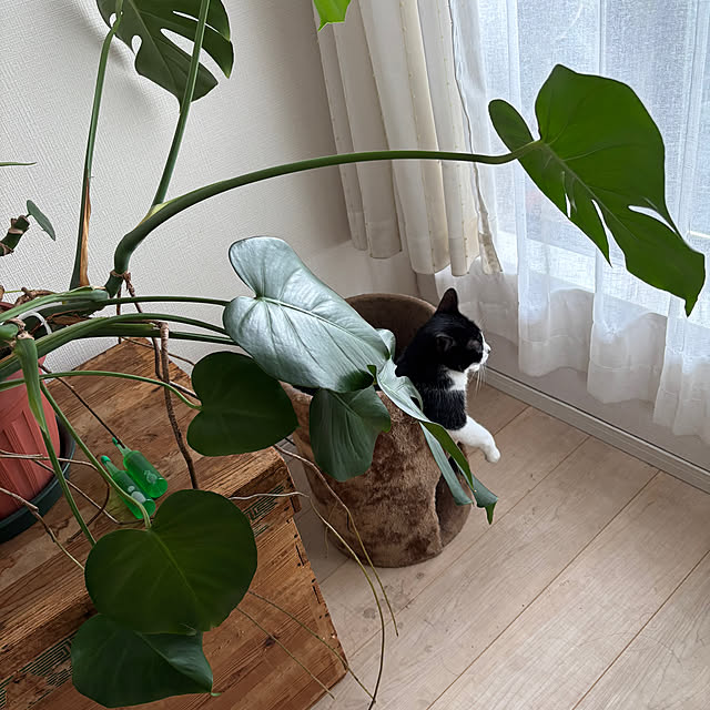 sioppiさんの部屋
