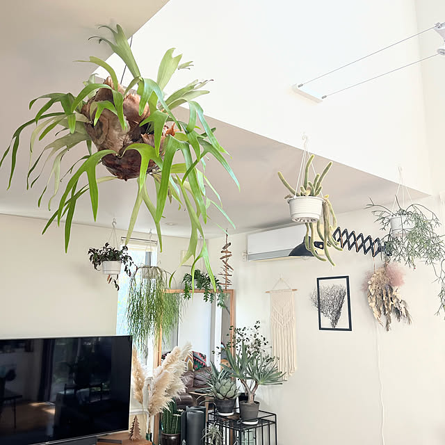 壁/天井/観葉植物/アンティーク/古道具/ドライフラワー...などのインテリア実例 - 2024-11-18 11:57:52