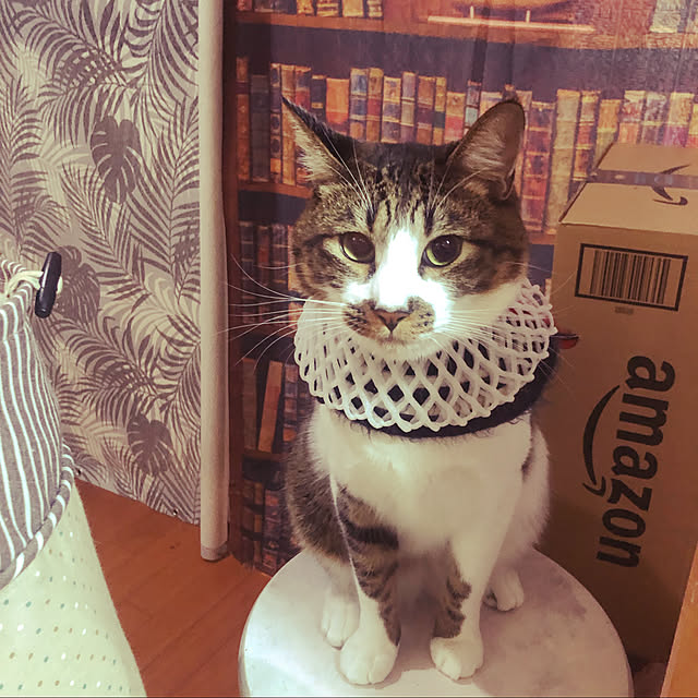 jijiさんの実例写真