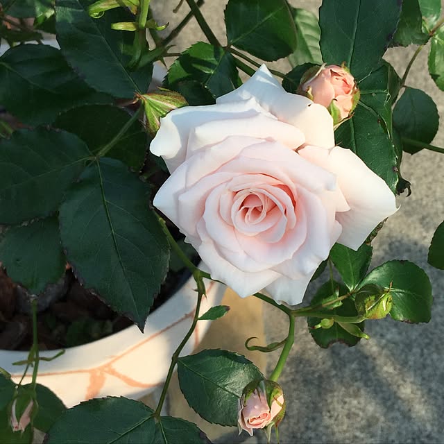 UNI.mamaさんの実例写真