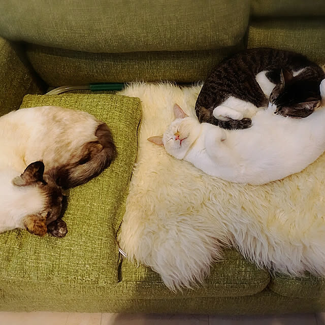 Gomaさんの実例写真
