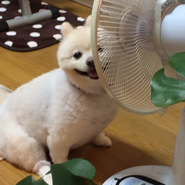 yuppoさんの実例写真