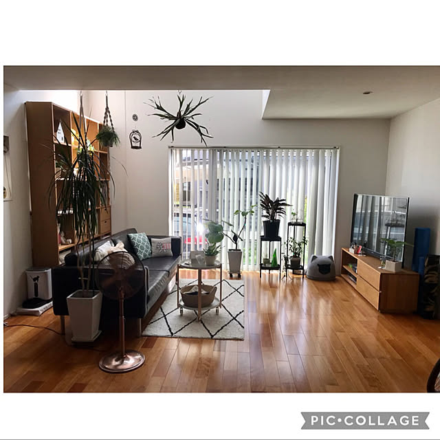 サバトラ/NO GREEN NO LIFE/いいね&フォローありがとうございます☆/植物のある暮らし/見ていただきありがとうございます...などのインテリア実例 - 2021-06-29 15:38:02