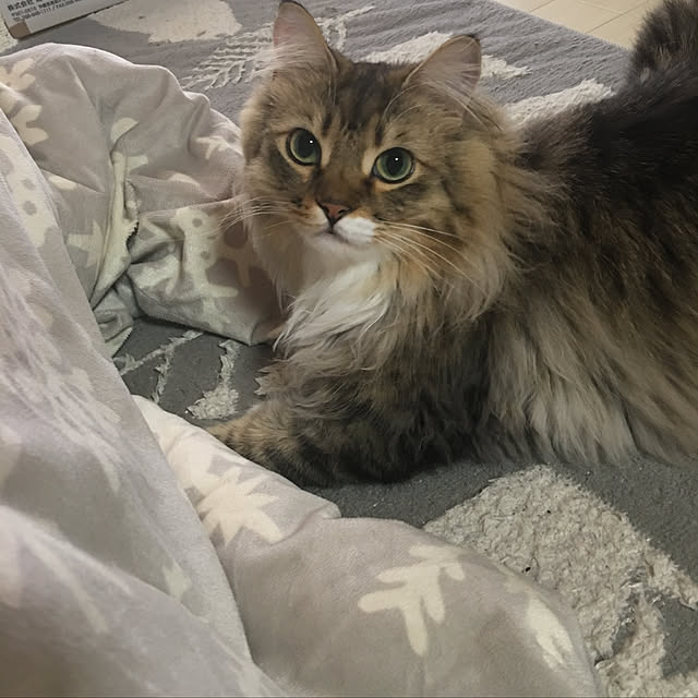 CATさんの実例写真