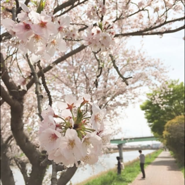 実例写真